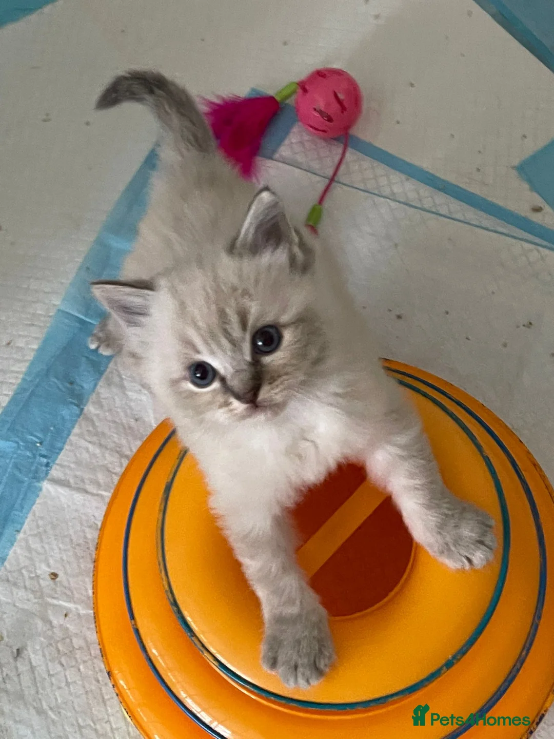 Ragdoll cats for stud: 100% proven boy for stud in Wakefield - Advert 5