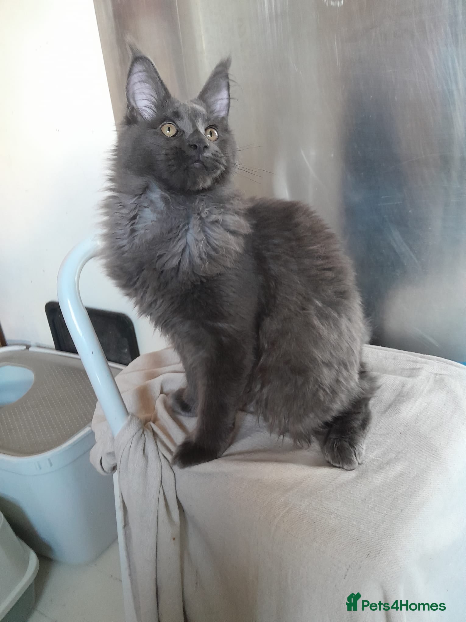 Maine Coon cats Solid Blue Boy MaineCoon TICA - Advert 18