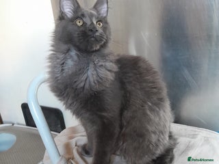 Maine Coon cats Solid Blue Boy MaineCoon TICA - Advert 15