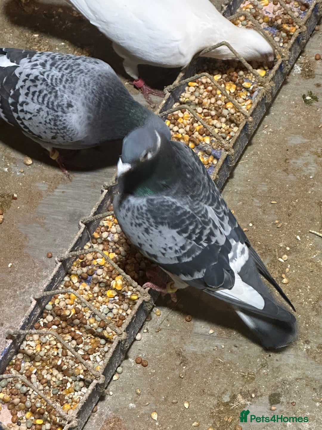 Pigeons birds for sale: Racing with pedigree  - Advert 2