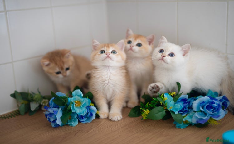British Shorthair cats in Manchester - Advert 2