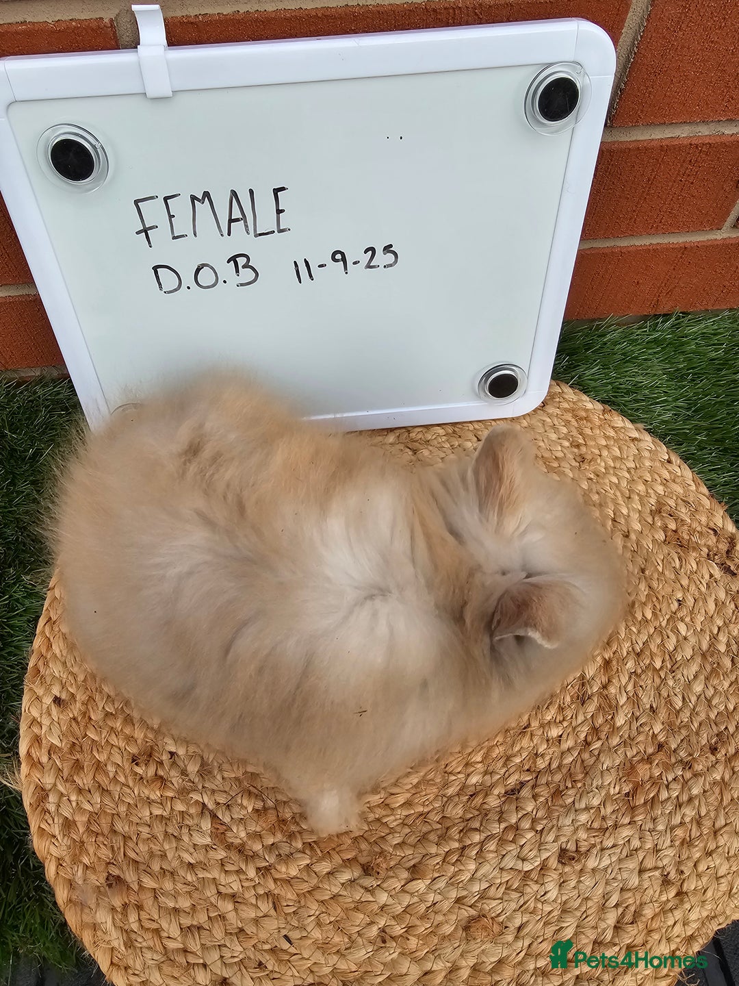 Lionhead rabbits for sale: Double Maned Lionhead  - Image 2