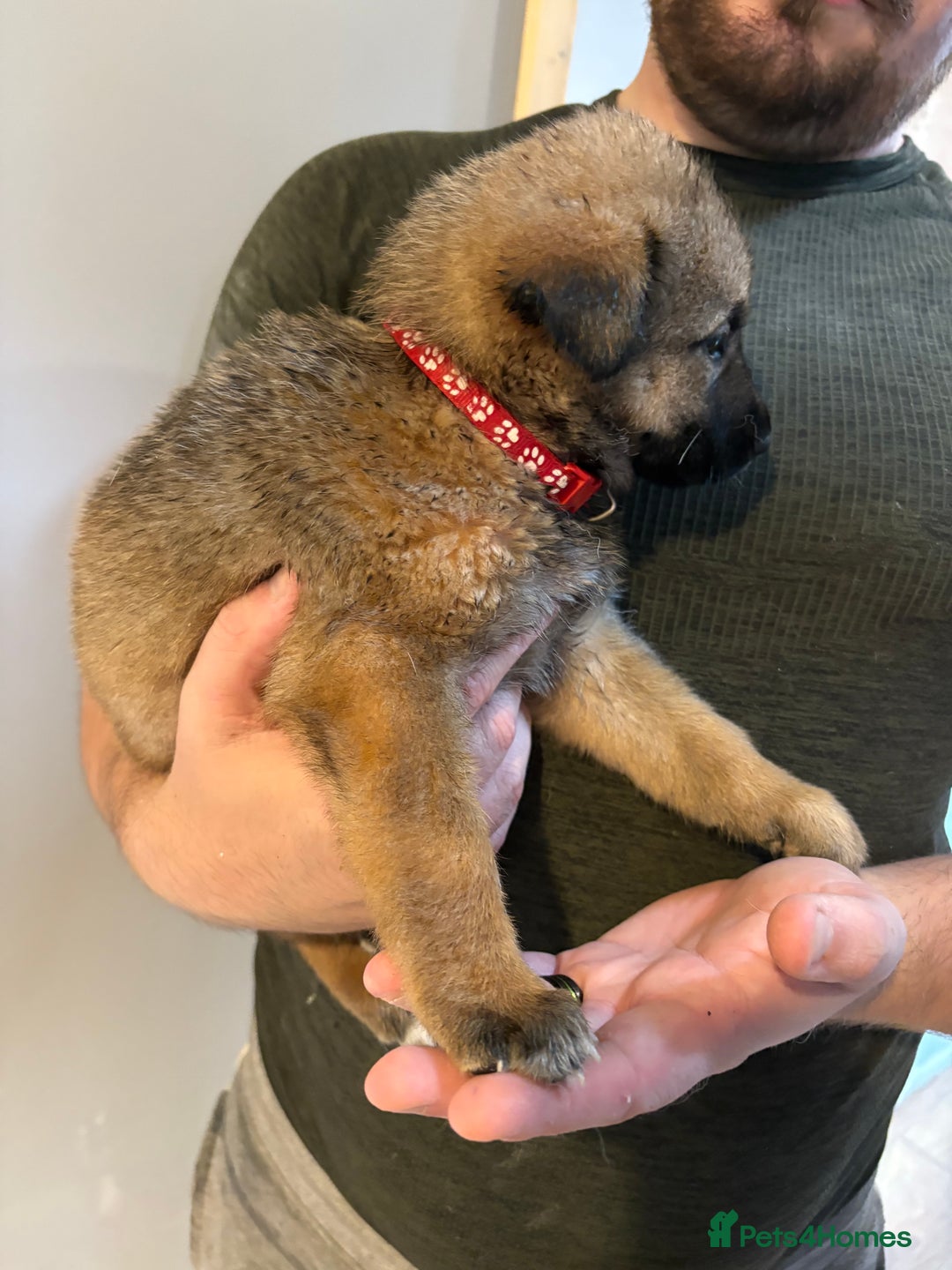 Mixed Breed dogs for sale: Siberian husky cross belgian malinois - Image 11
