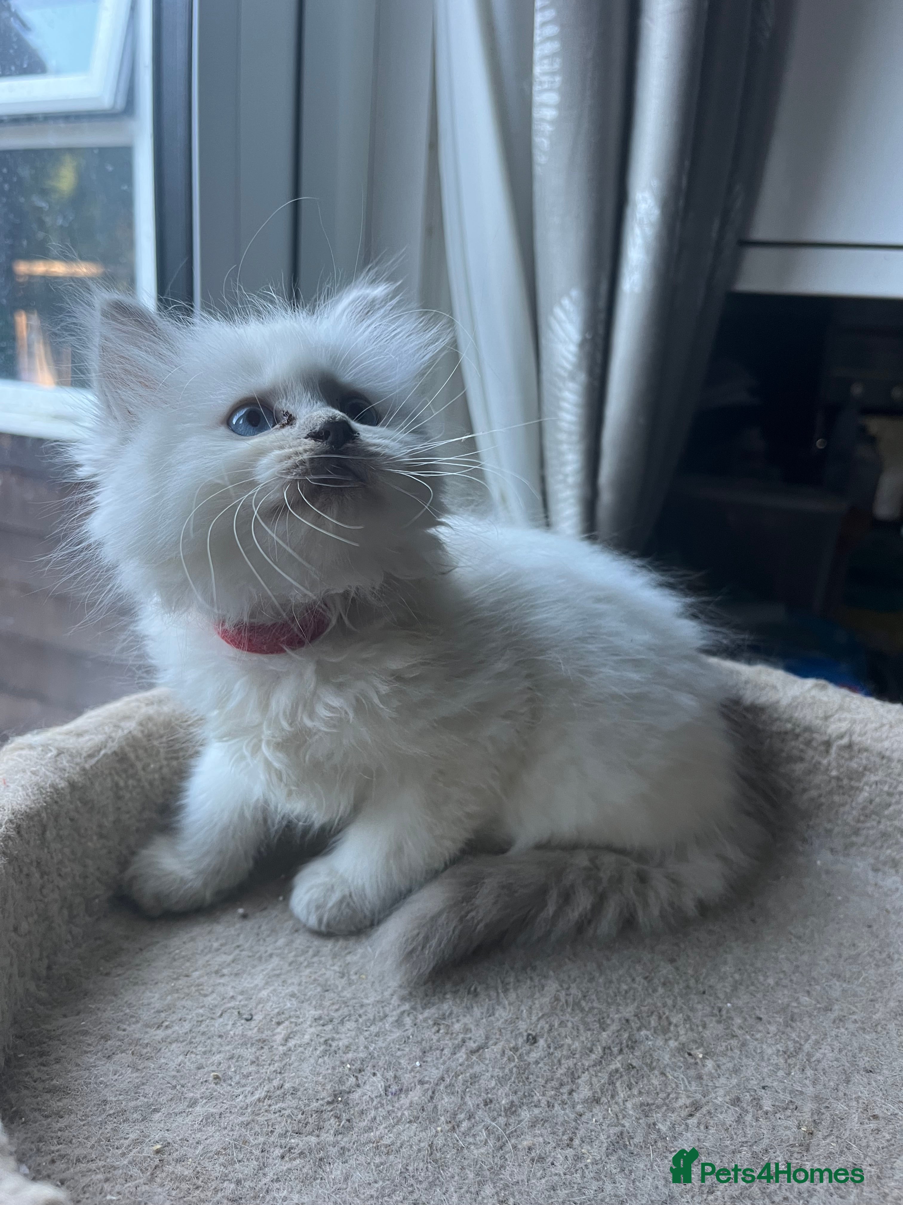 Ragdoll cats for sale: Gorgeous Tica ragdoll kittens  - Advert 2