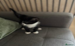 Mixed Breed cats for sale: Adorable kitten - Image 7