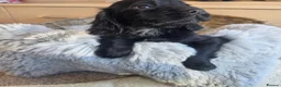 Cocker Spaniel dogs for sale: Working type Cocker Spaniels Ready now - Advert 17