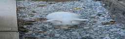 Mini Lion Lop rabbits for sale: Male lionlop in Stafford - Advert 2