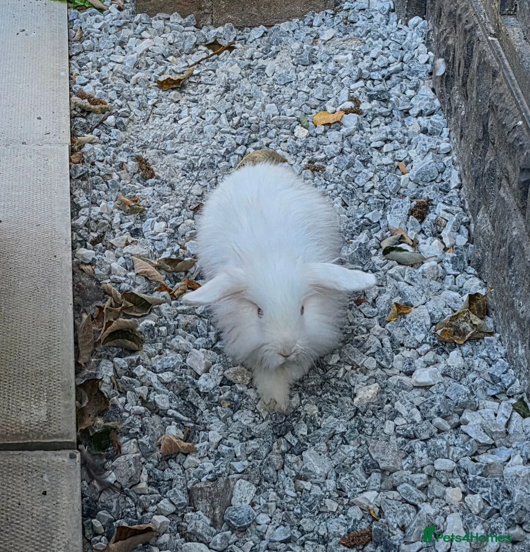 Mini Lion Lop rabbits for sale: Male lionlop in Stafford - Advert 2