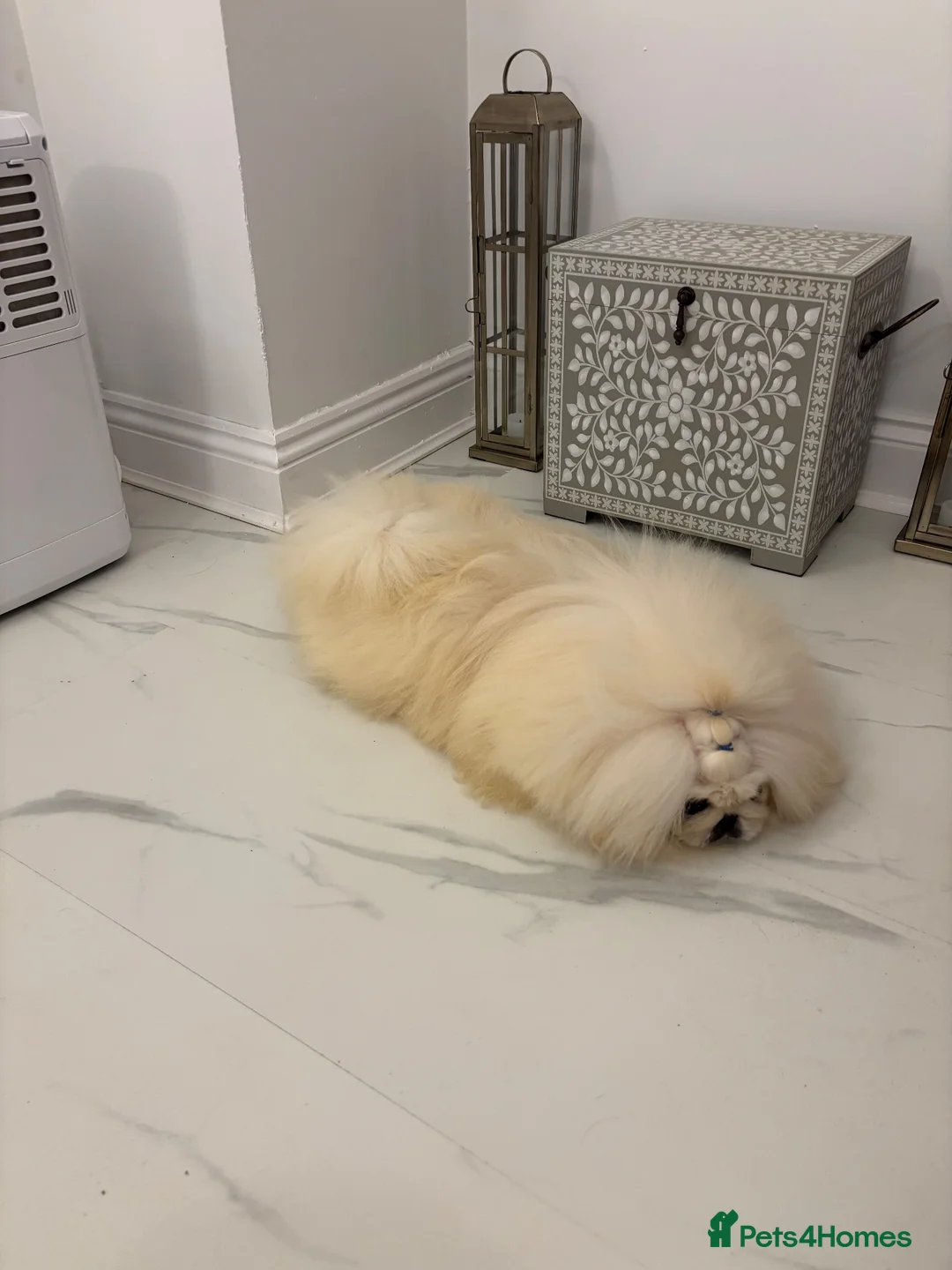 Pekingese dogs for stud: Kc registered Pekingese for stud duties - Advert 2