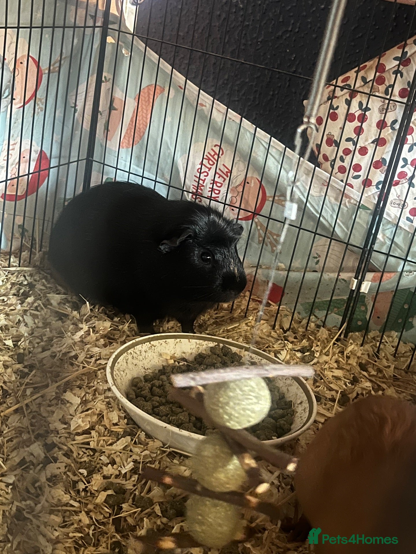 Guinea Pig rodents Bonded pair + five babies - Advert 17