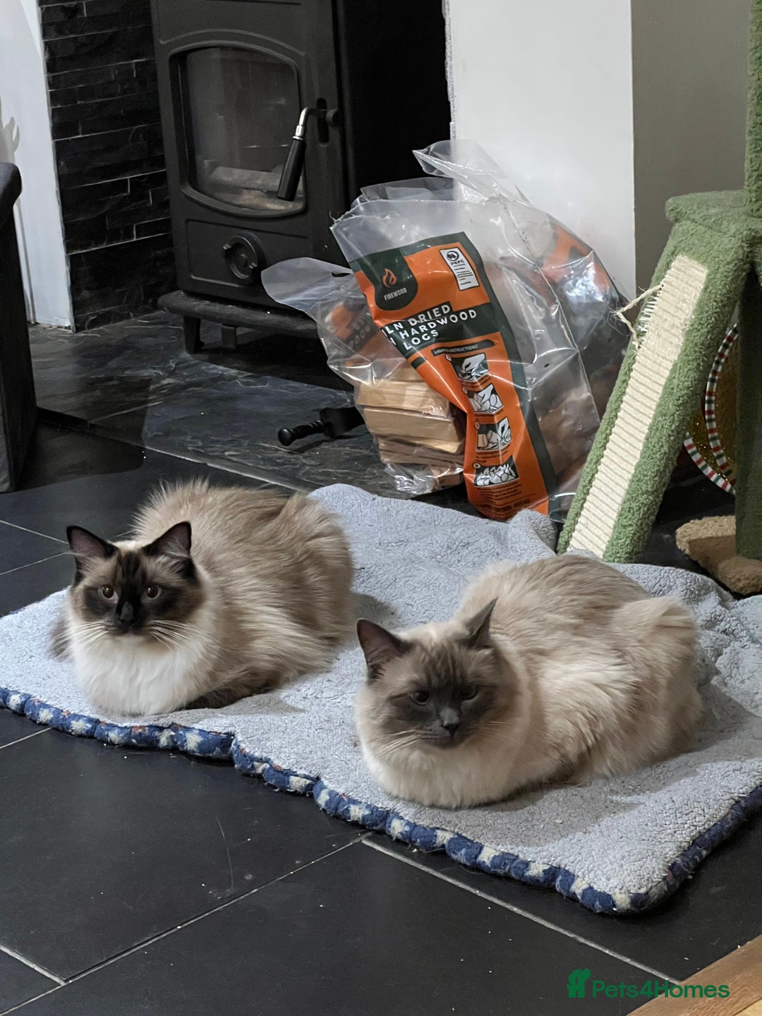 Ragdoll cats for sale: Fluffy Ragdoll Sisters - Advert 10