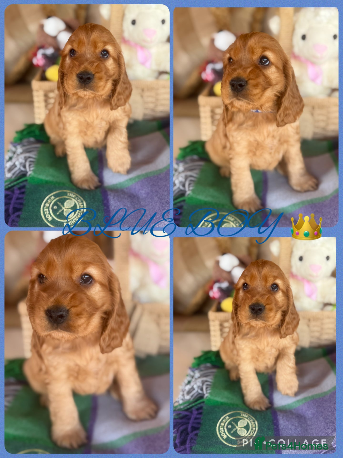 Cocker Spaniel dogs KC CHAMPION LINES GOLD SHOW SPANIEL  - Advert 2