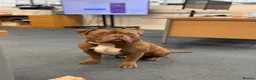 Mixed Breed dogs for sale: Hugo The Pocket Bully in Braintree - Advert 7