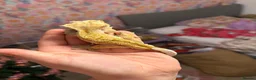 Gecko reptiles for sale: Stunning Male Yellow Patternless Crested Gecko - Advert 3