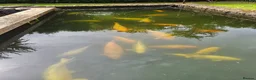Koi Carp fish for sale: Koi carp, vary large in Stoke-on-Trent - Advert 3