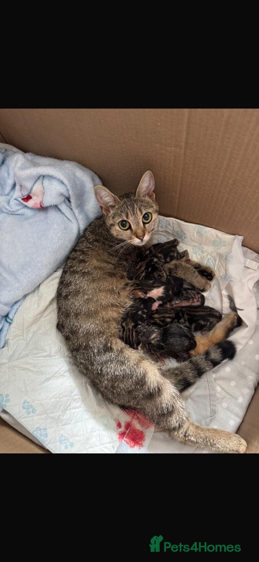 Domestic Shorthair cats for sale: 🤍TABBY KITTENS FOR SALE!! - Advert 5