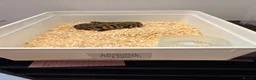 Python Snake reptiles for sale: Clown Clutch/Blackhead Mahogany  - Advert 1