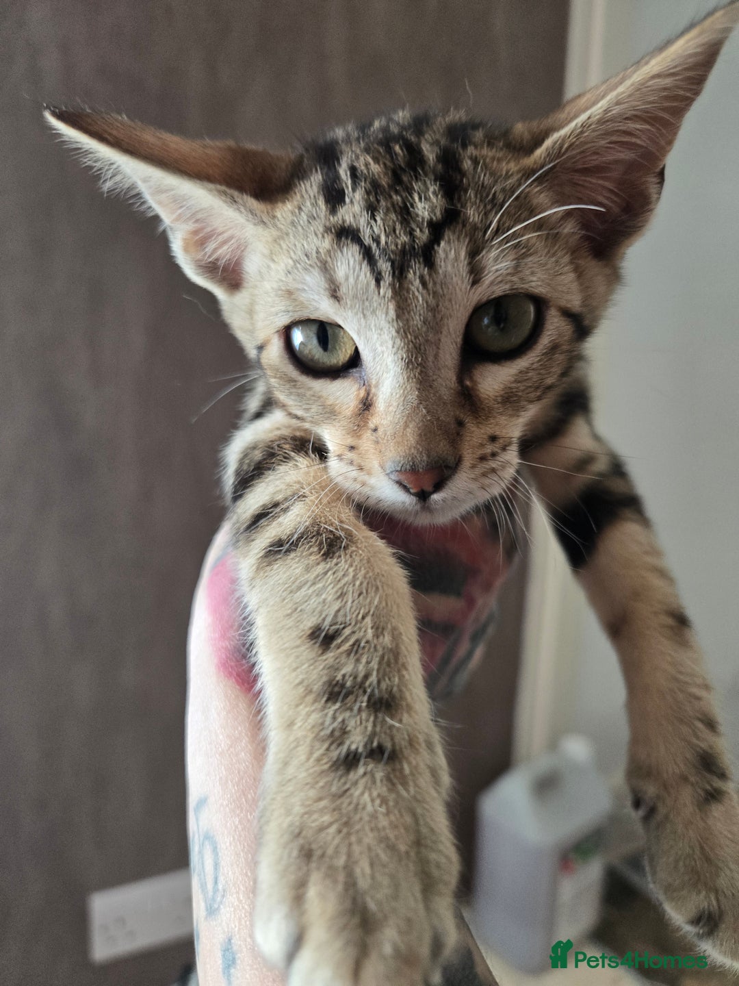 Types Of Ticked Coat Cat Spotted Cat Marbled Cat Breeds Types Of