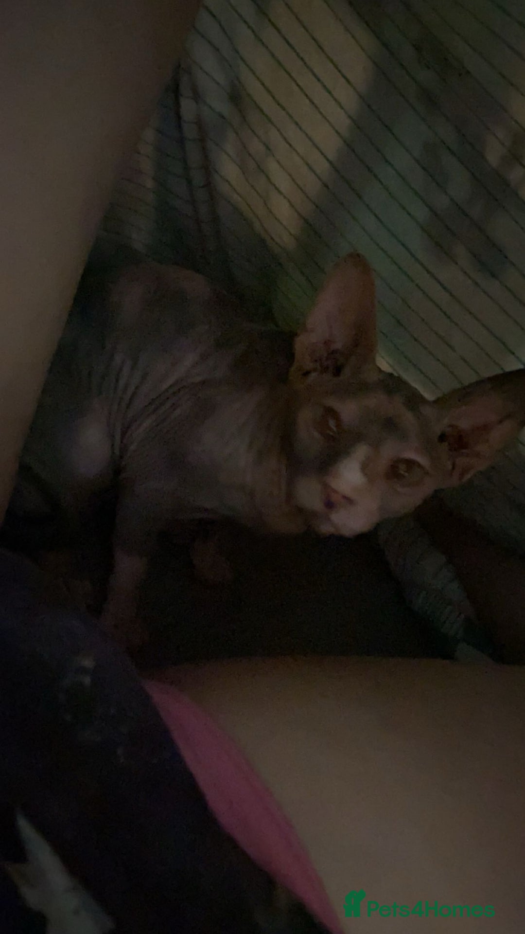 Sphynx cats for sale: Millie - Advert 2
