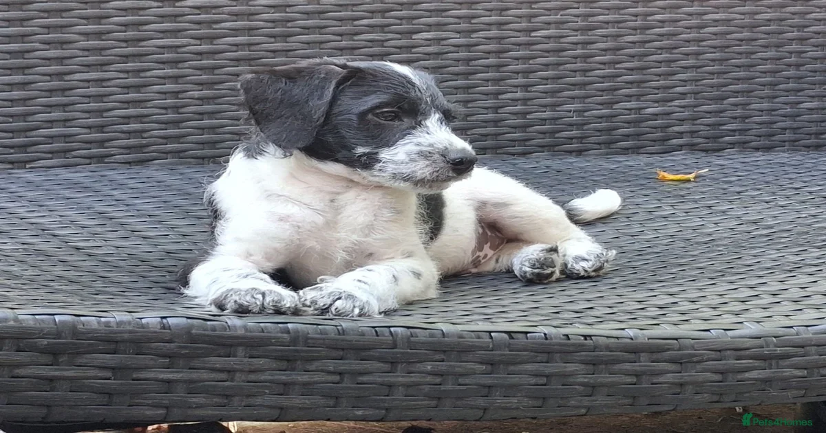 No.1647　chipooh Chipoo Puppies for sale in Bedford, Bedford | Pets4Homes