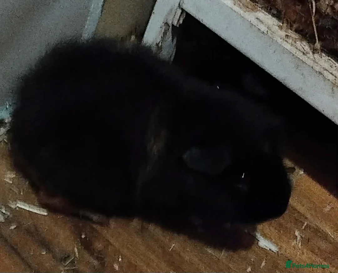 Mixed Breed rabbits for sale: Guinea pigs in Newquay - Advert 3