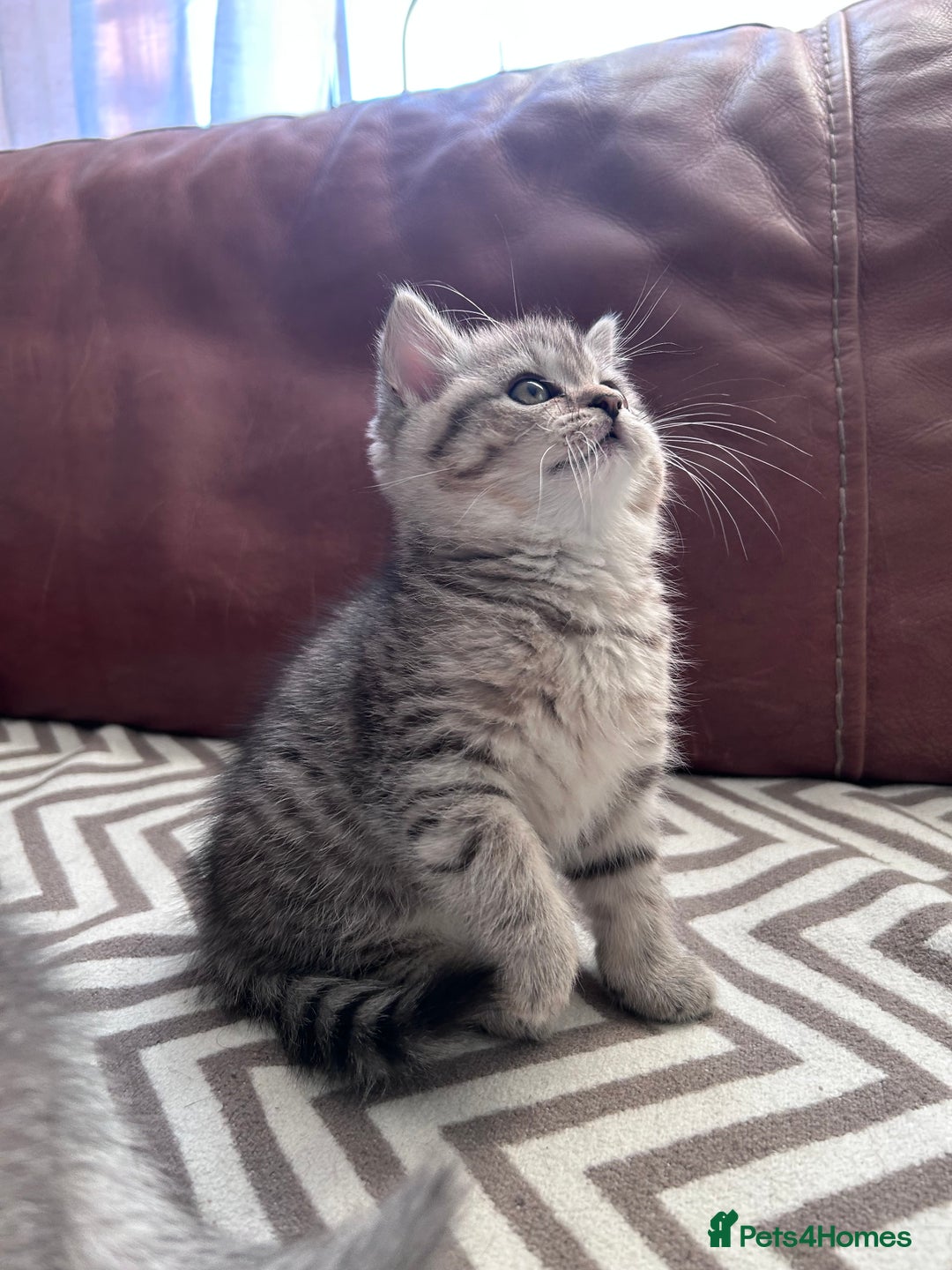 Scottish Fold cats for sale: Little buddies looking for home - Advert 13