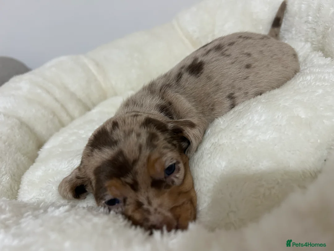 Miniature Dachshund dogs for stud: Isabella Dapple STUD carrying CREAM in Cambridge - Advert 10