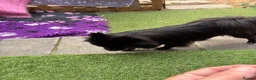 Pomchi dogs for sale: Primrose precious pomchi  - Advert 8