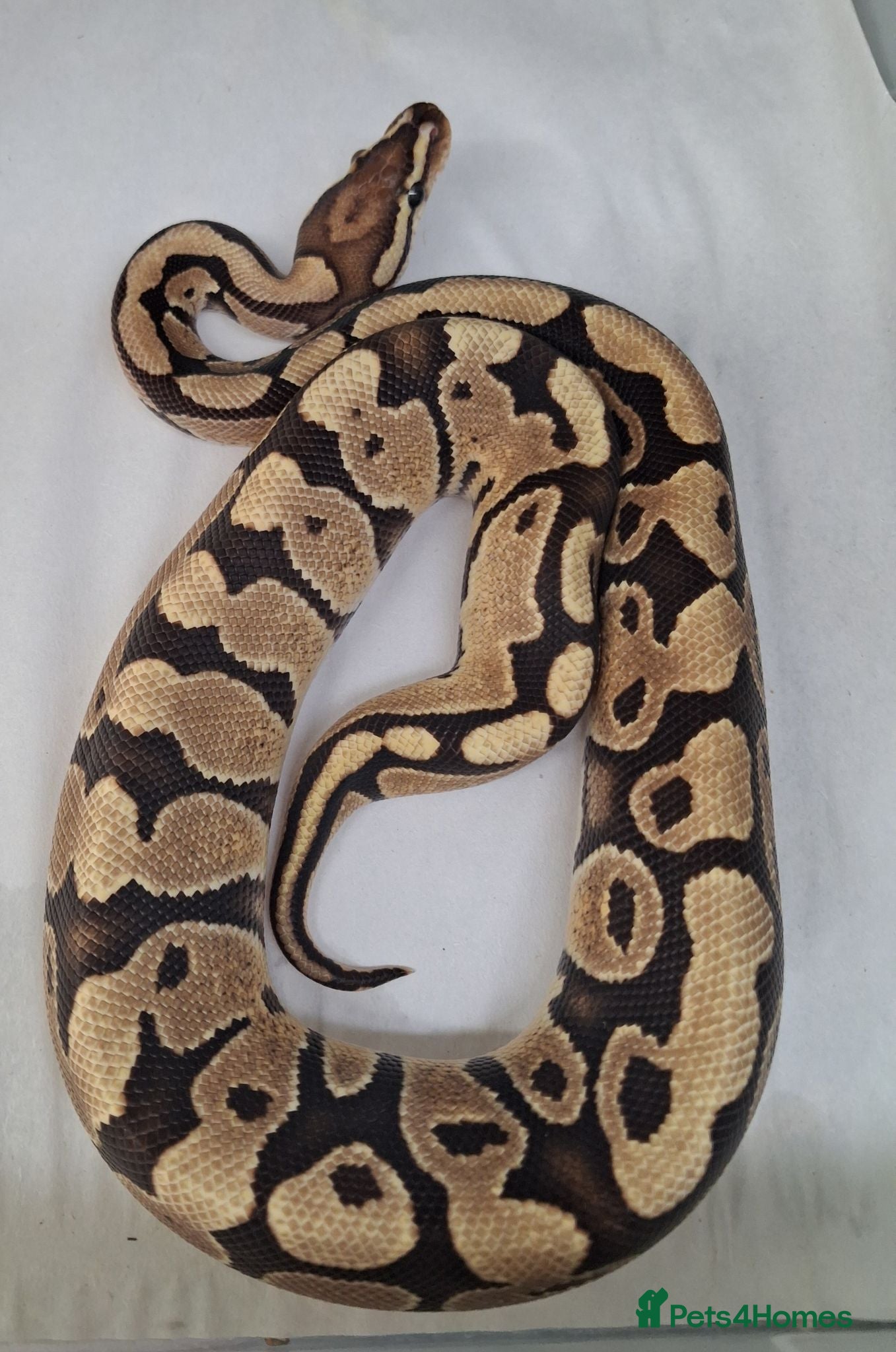 Python Snake reptiles Royal Python Morphs Males - Advert 2