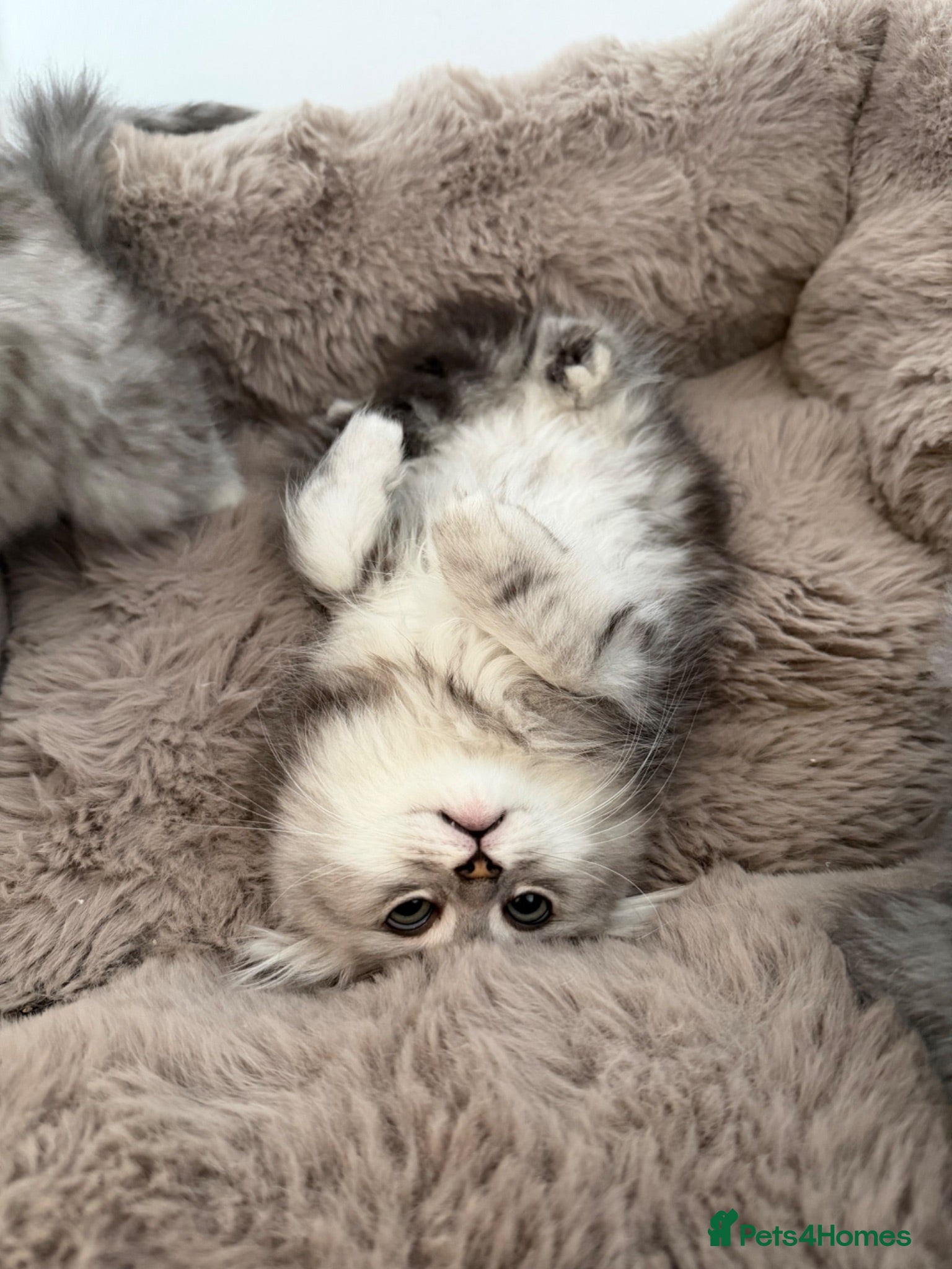 Mixed Breed cats Stunning Long Haired Chinchilla Ragdoll X Persian - Advert 2