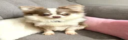Chihuahua dogs for stud: Super Tiny lilac parti KC long coat Chihuahua STUD - Advert 6