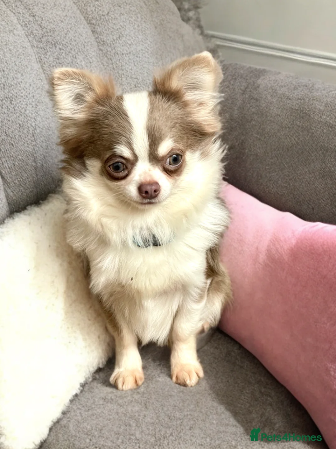 Chihuahua dogs for stud: Super Tiny lilac parti KC long coat Chihuahua STUD - Advert 2