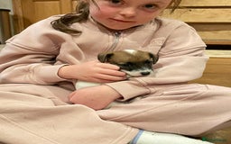 Jack Russell dogs for sale: Very smart Jack Russel puppies ♥️ - Image 8