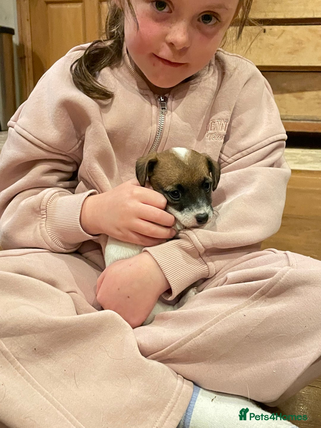 Jack Russell dogs for sale: Very smart Jack Russel puppies ♥️ - Image 8
