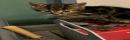 Domestic Shorthair cats for sale: Tabby kittens  - Advert 9