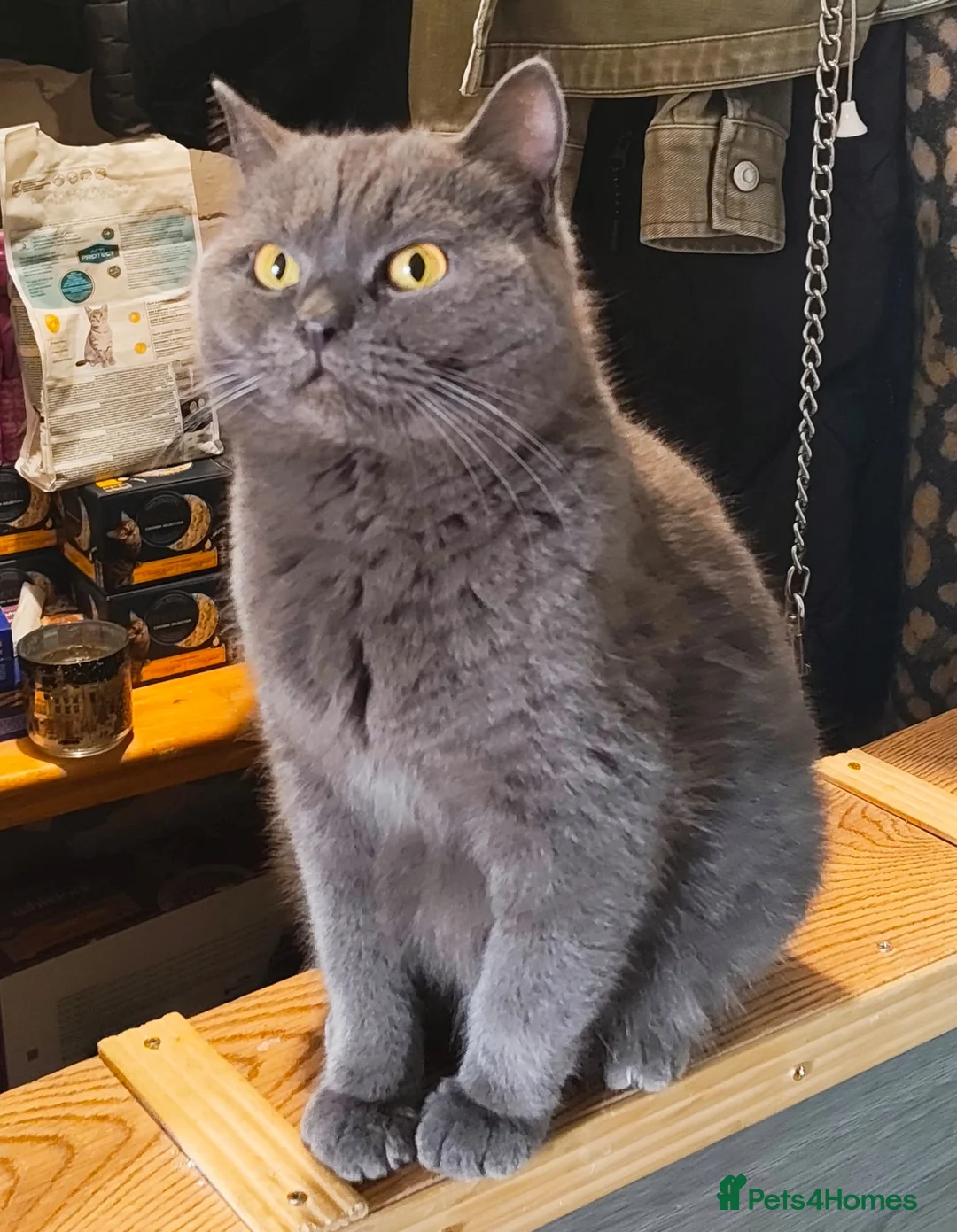 British Shorthair cats for sale: BRITISH SHORTHAIR KITTENS GCCF REGISTERED - Advert 17