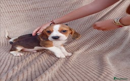Beagle dogs for sale: Beagle puppy  - Image 2