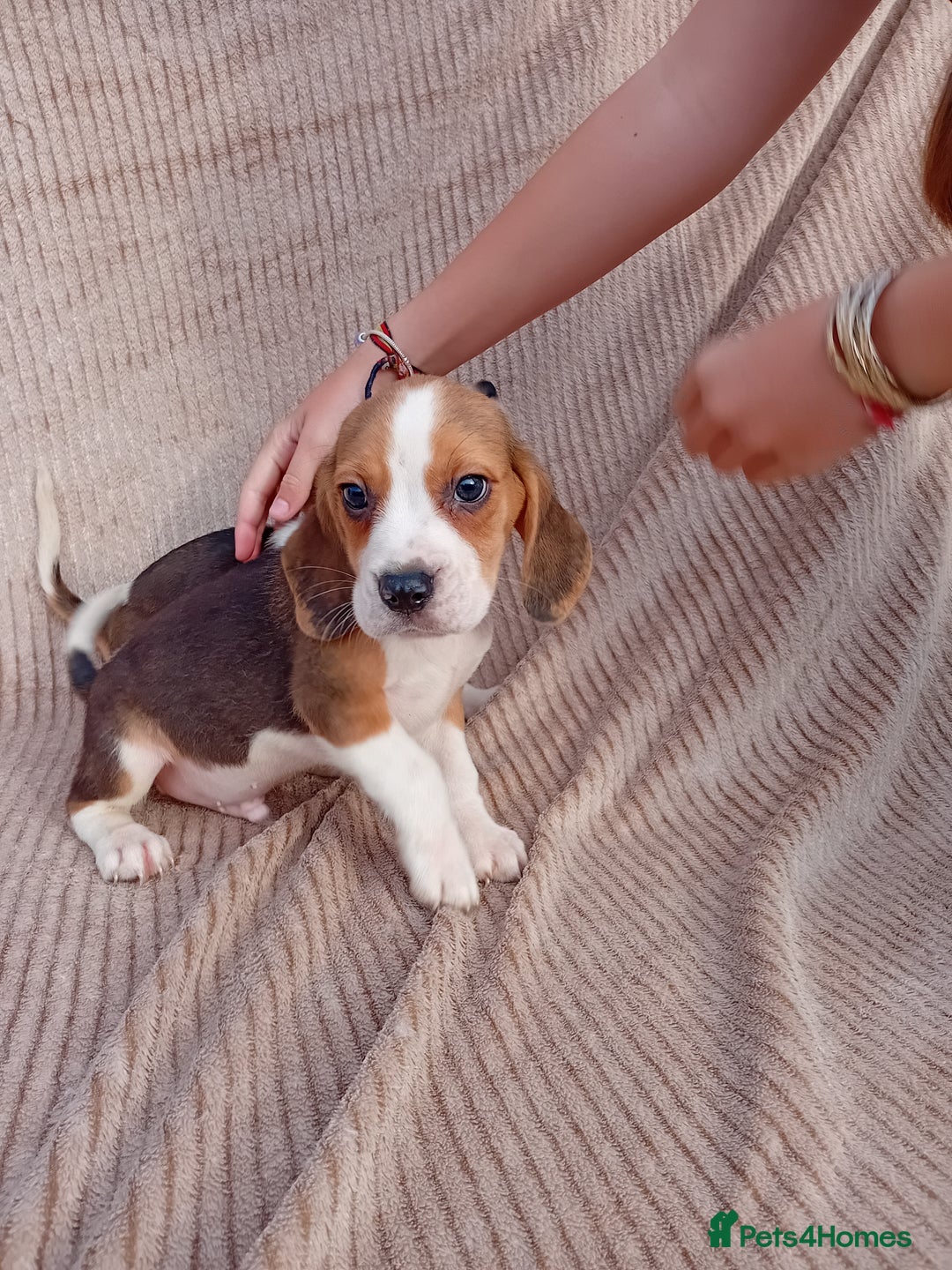 Beagle dogs for sale: Beagle puppy  - Image 2