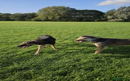 Greyhound dogs for stud: Saluki/greyhound or grey/German shepherd  - Image 5