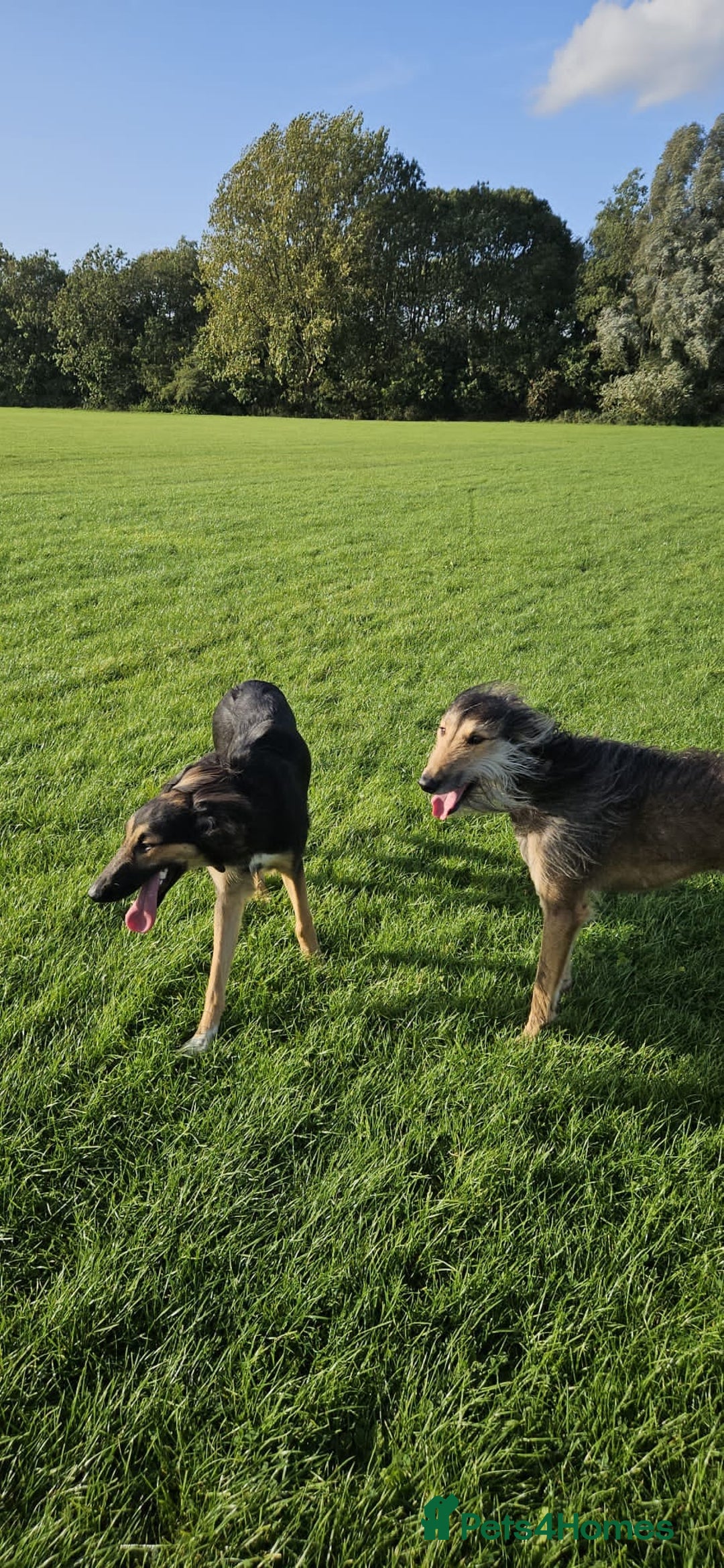 Greyhound dogs for stud: Saluki/greyhound or grey/German shepherd  - Image 5