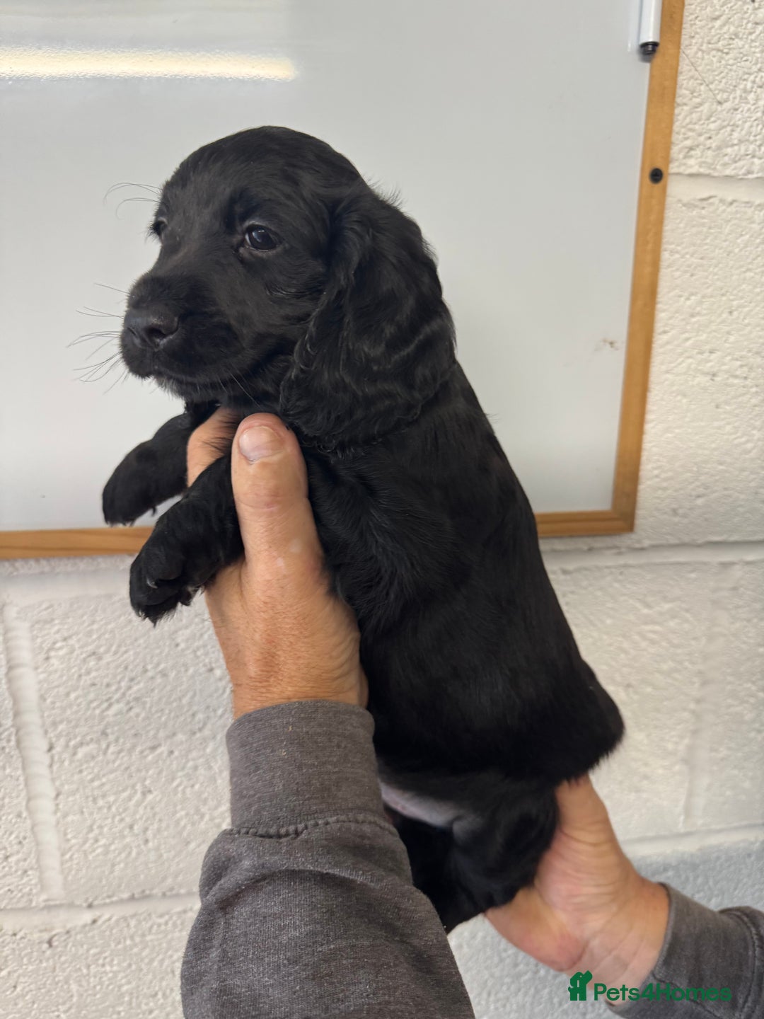 Cocker Spaniel dogs for sale: Working cocker spaniel pups - Image 4