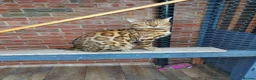 Bengal cats for sale: Stunning Male Bengal Cat Champion Bloodlines - Advert 4