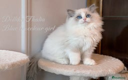 Ragdoll cats for sale: TICA Reg. Championship bloodline Ragdoll Kittens - Image 6
