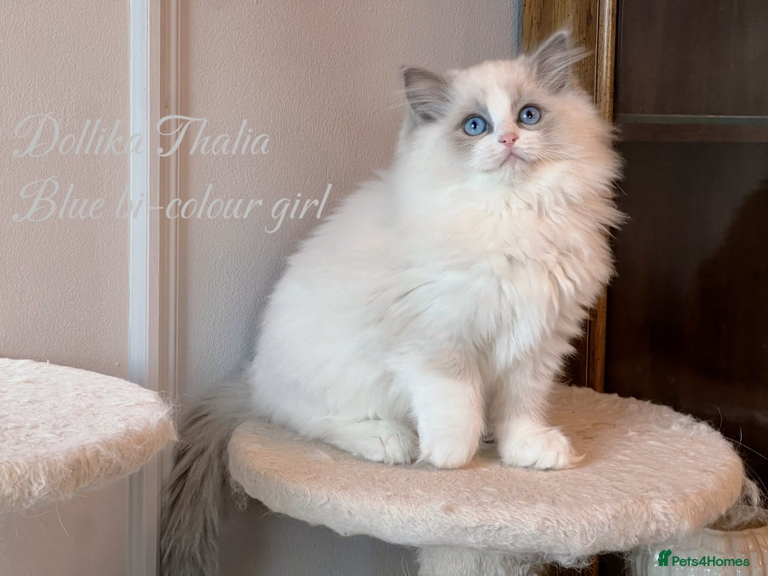 Ragdoll cats for sale: TICA Reg. Championship bloodline Ragdoll Kittens - Image 6