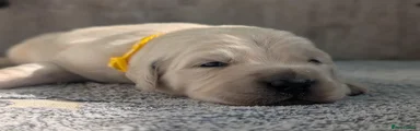 Golden Retriever 2