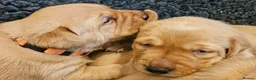 Labrador Retriever dogs for sale: Red Fox Labs : Health Checked-KC Reg-FTCH Pedigree - Advert 5
