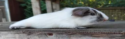 Guinea Pig rodents for sale: Spots Galore!!! Baby Chocolate Dalmation boys. - Advert 4