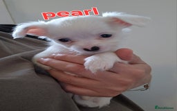 Chihuahua dogs for sale: Chihuahuas puppy's   - Image 8