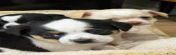 Chihuahua dogs for sale: 4 gorgeous chihuahua puppies - Advert 12