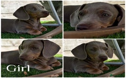 Miniature Dachshund dogs for sale: Girl&Boy READY TO LEAVE ❤️ Mini Dachshund puppies! - Image 2